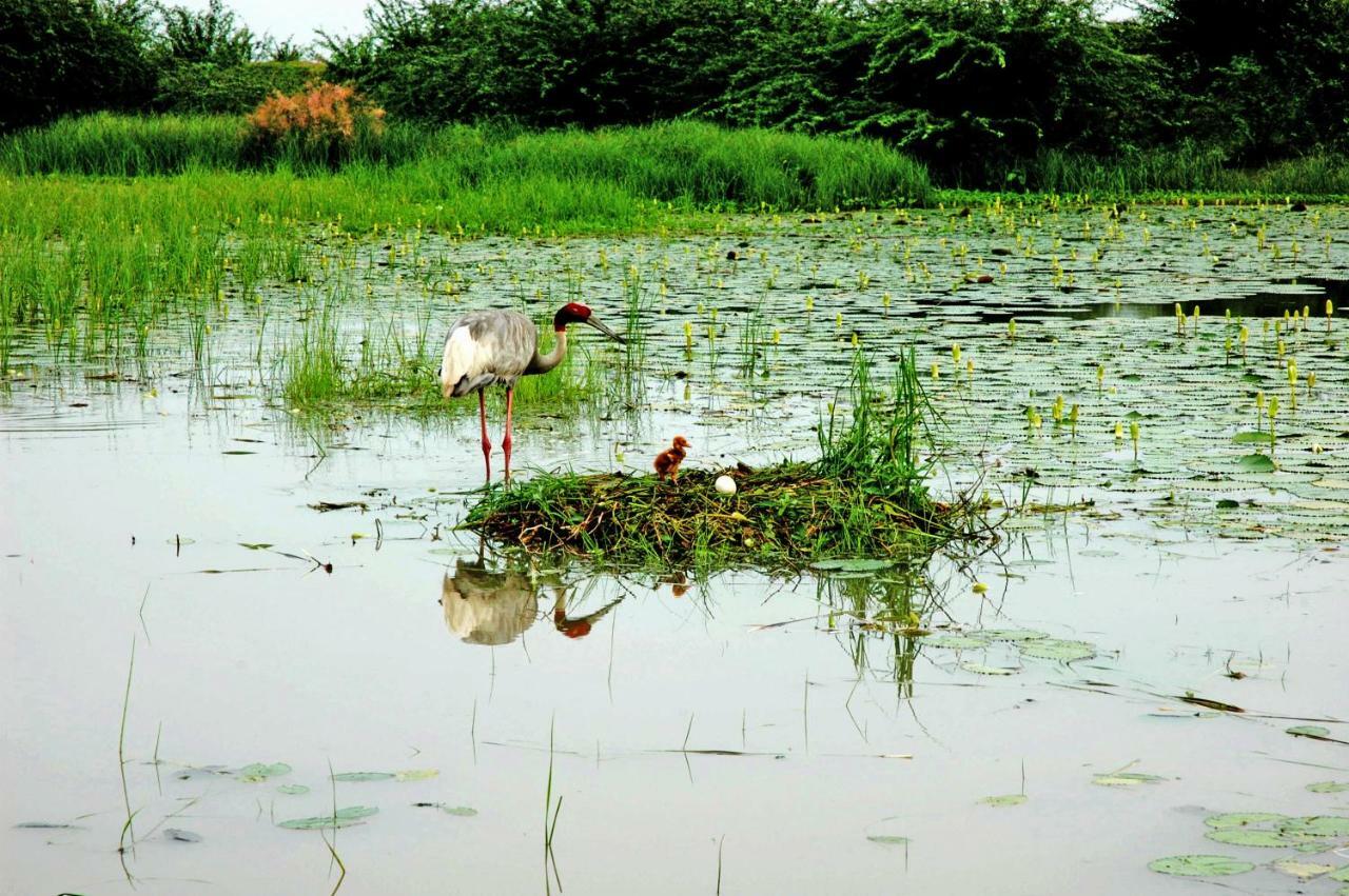Ibishouse Farm Stay Bharatpur Exterior photo
